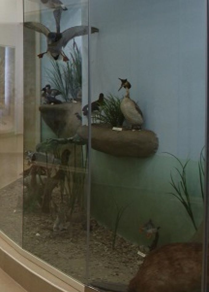 Тематическая экскурсия по залу природы