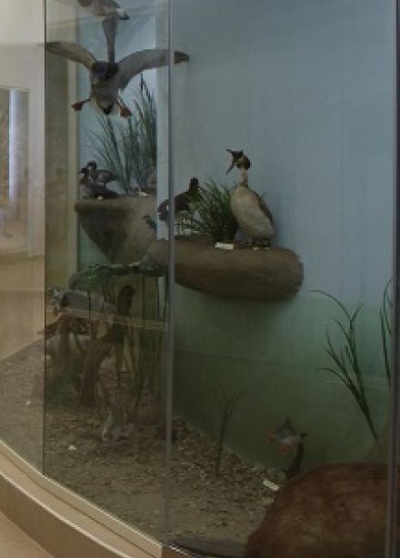 Тематическая экскурсия по залу природы