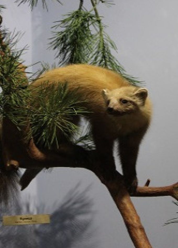 Жители леса. Лекция