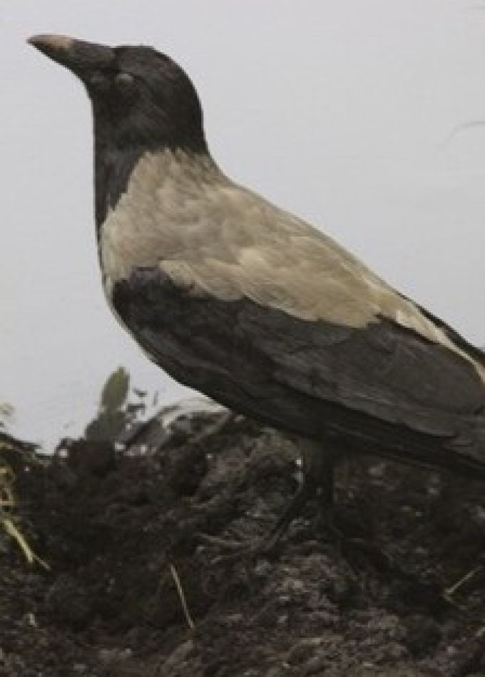 Птицы города. Лекция