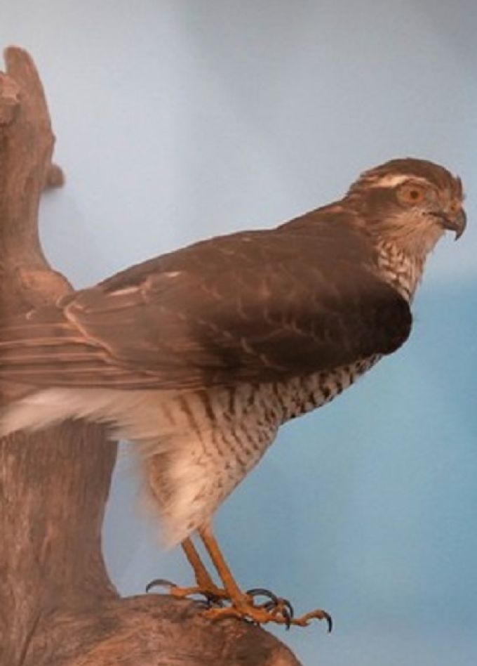 Быстрее, выше, сильнее: Игра-викторина