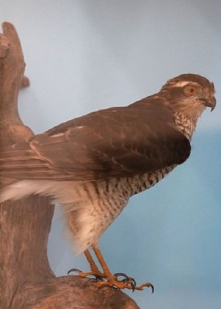 Быстрее, выше, сильнее: Игра-викторина