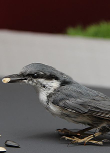 Пернатые горожане. Музейная лекция